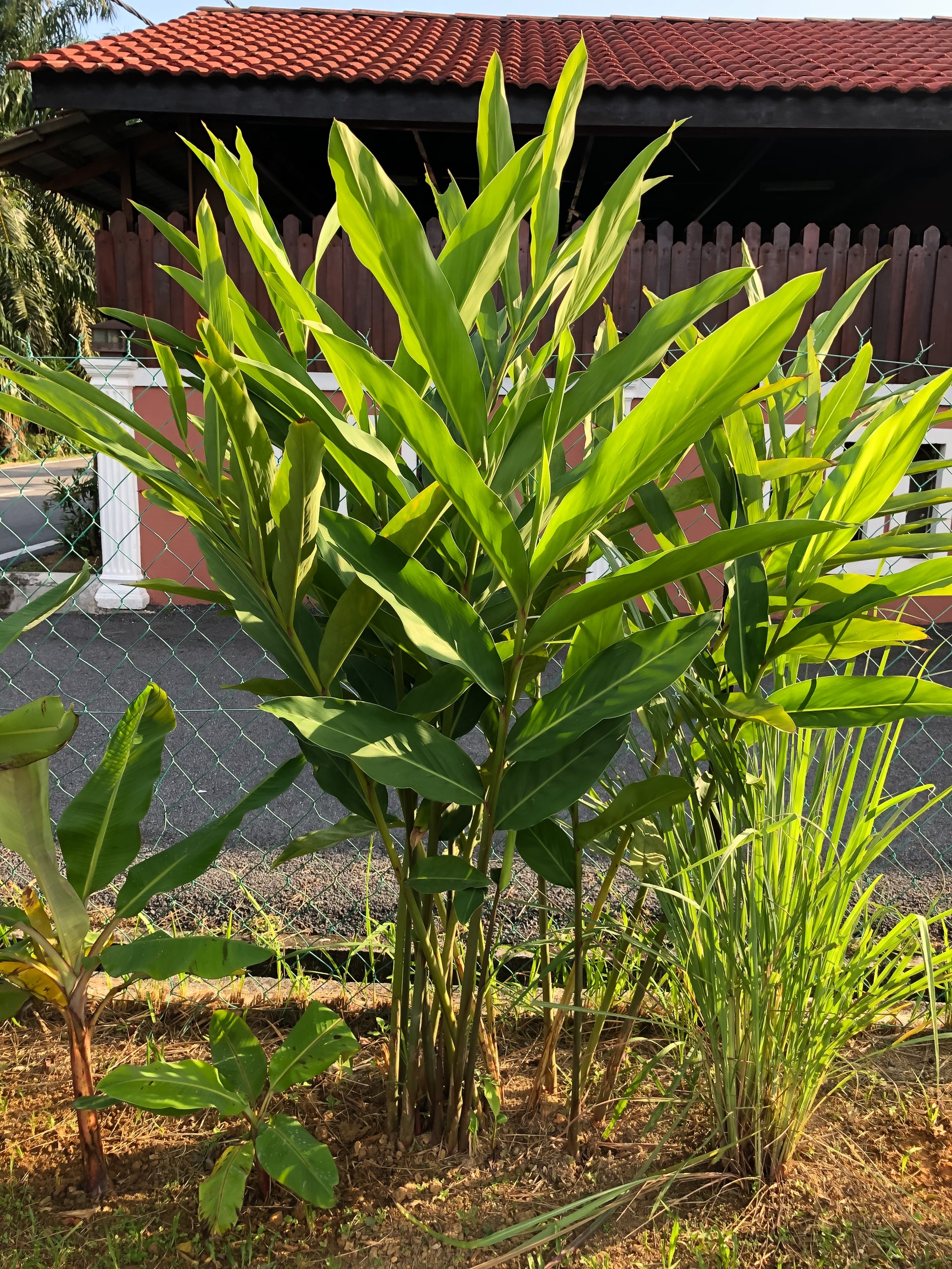 Alpinia galanga Galangal / Thai Ginger