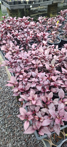 Alternanthera dentata Little Ruby