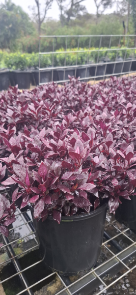 Alternanthera dentata Little Ruby