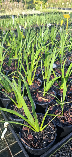 Anigozanthos Big Red