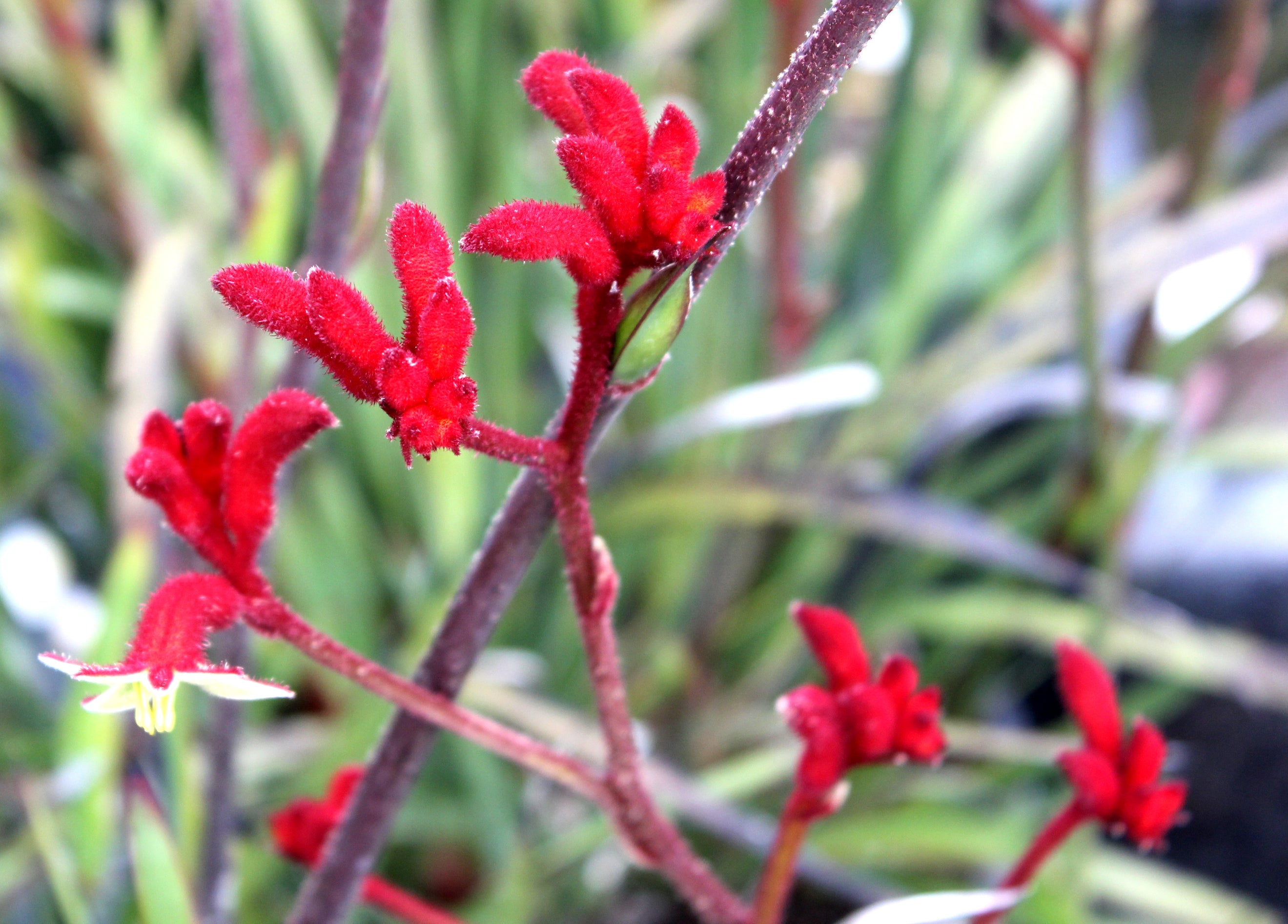 Anigozanthos Big Red