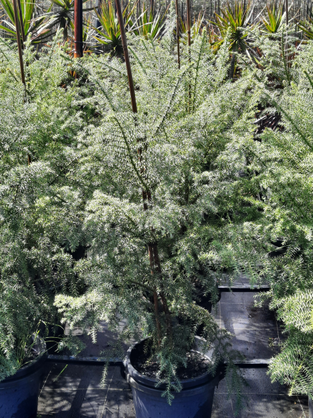 Araucaria cunninghamii Hoop Pine
