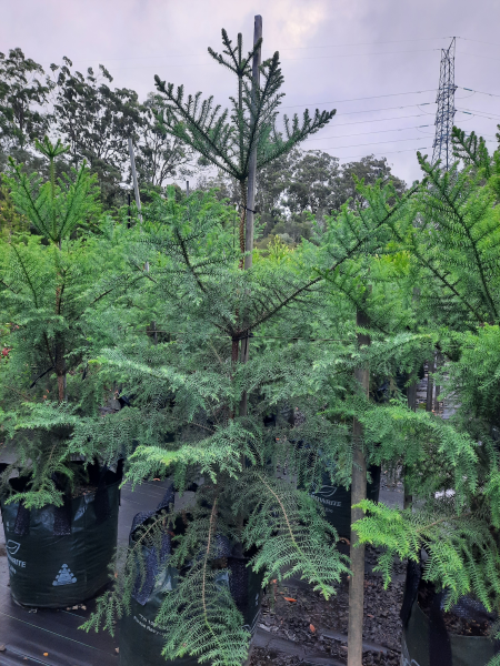 Araucaria cunninghamii Hoop Pine