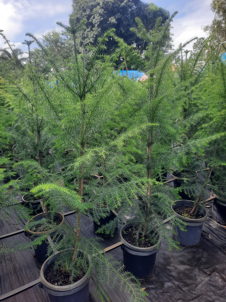 Araucaria cunninghamii Hoop Pine