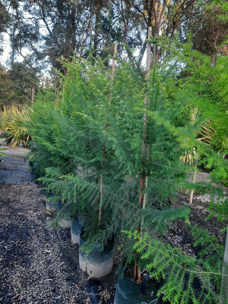 Araucaria cunninghamii Hoop Pine