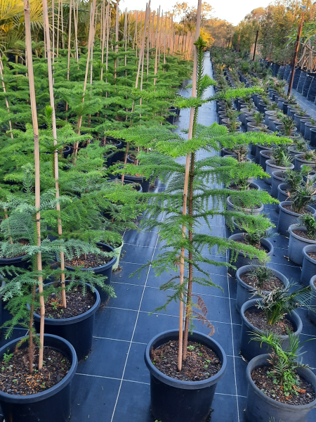 Araucaria heterophylla Norfolk Island Pine