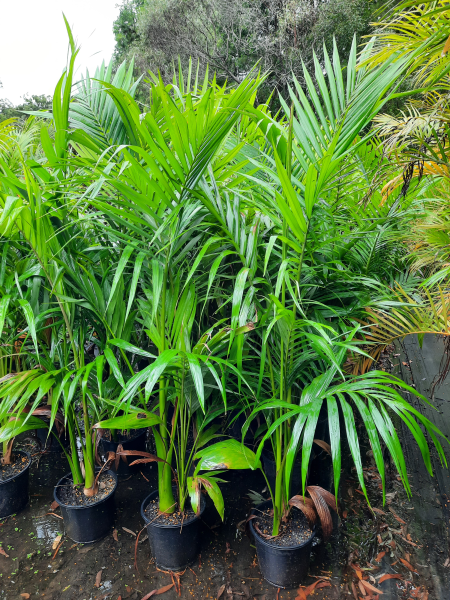 Archontophoenix alexandrae