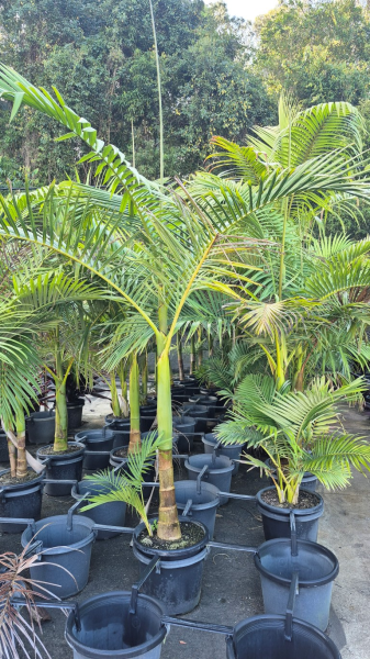 Archontophoenix alexandrae