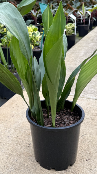 Aspidistra elatior
