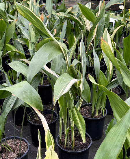 Aspidistra elatior Variegata