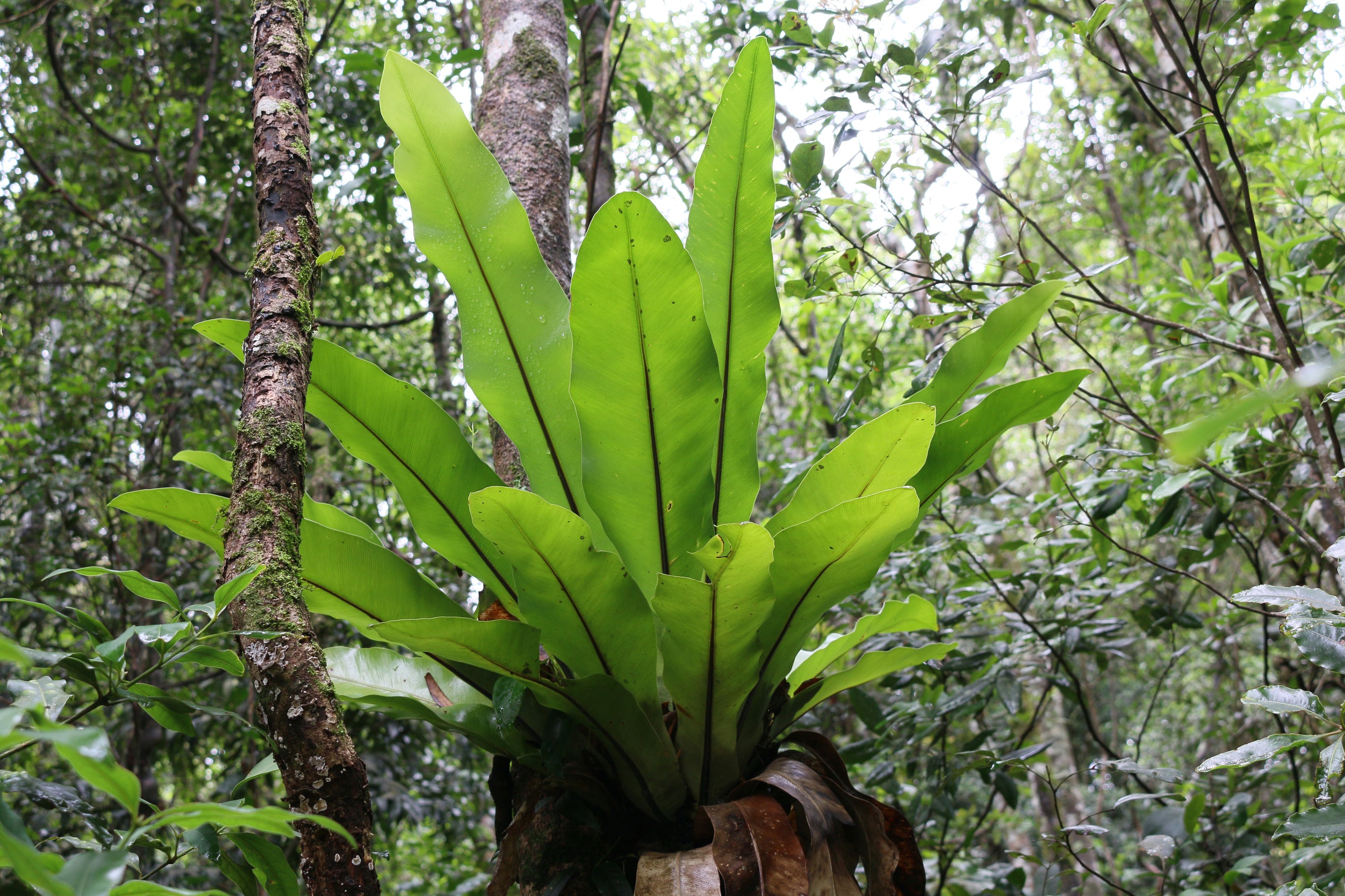 Asplenium australasicum Birds Nest Fern