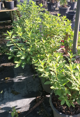 Azalea indica Alba Magnifica