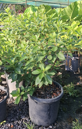 Azalea indica Alba Magnifica