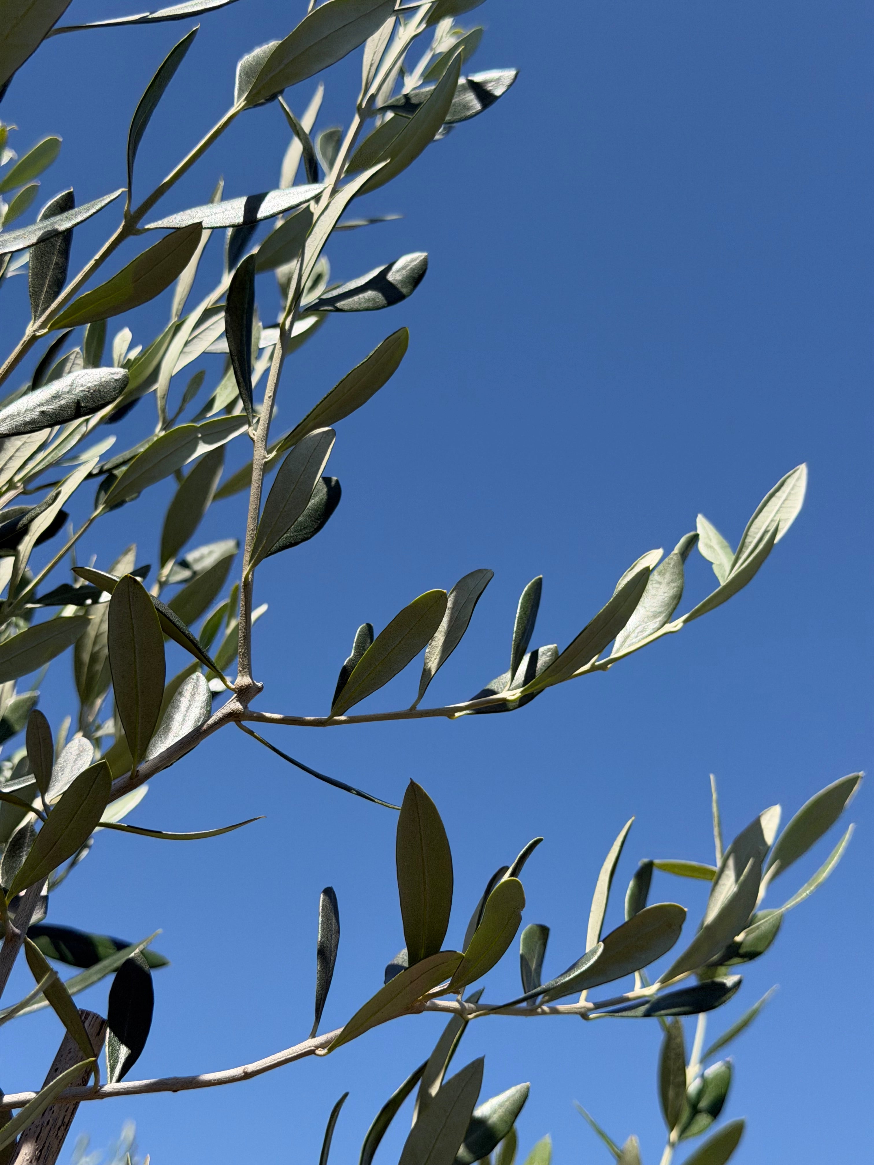 Olive Olea europaea Helena