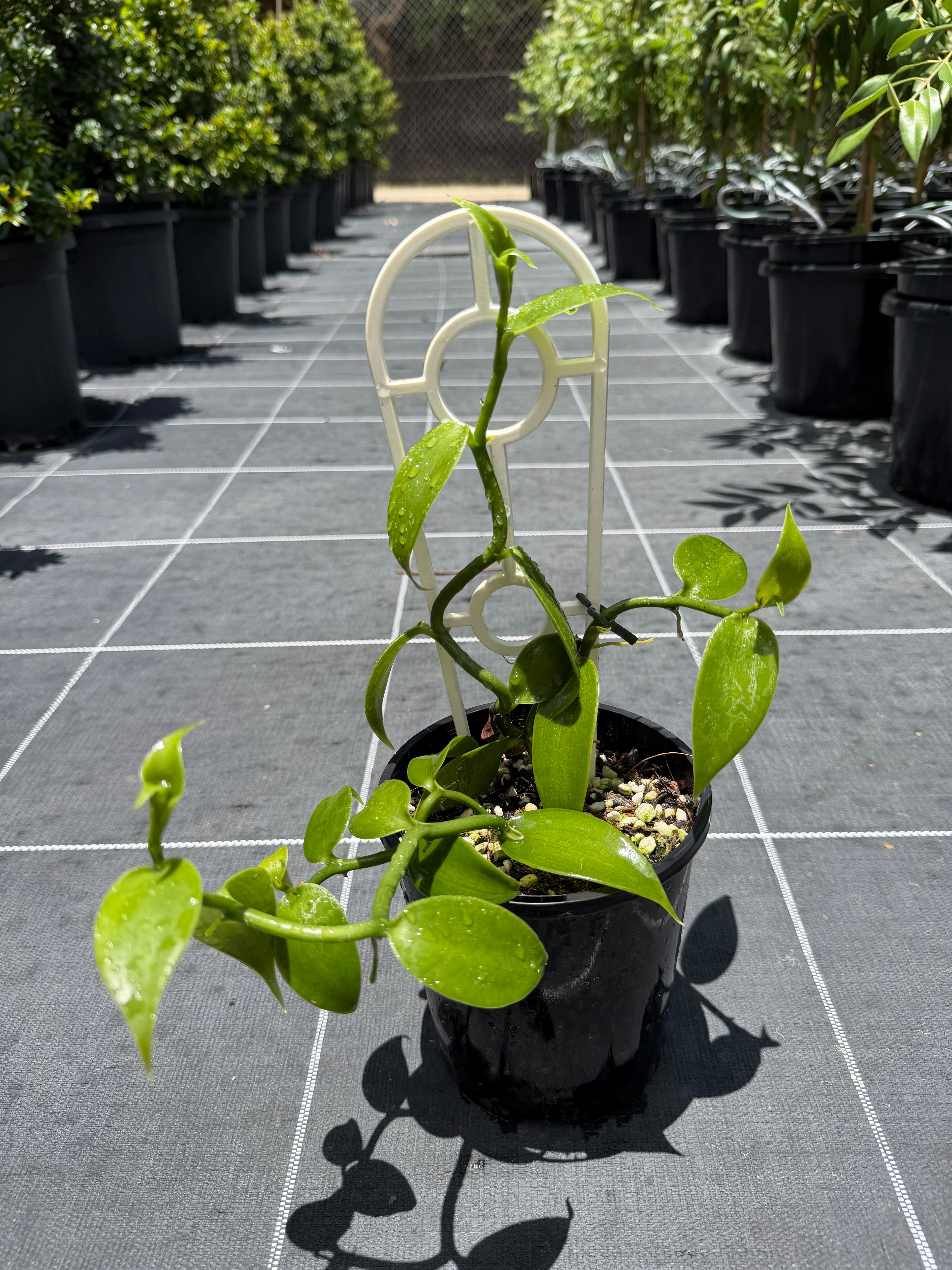 Vanilla Bean Vanilla planifolia