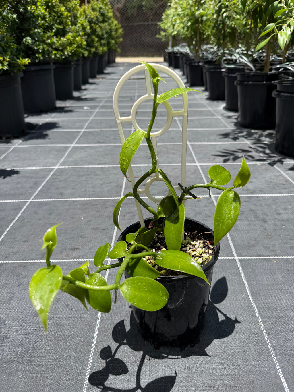 Vanilla Bean Vanilla planifolia