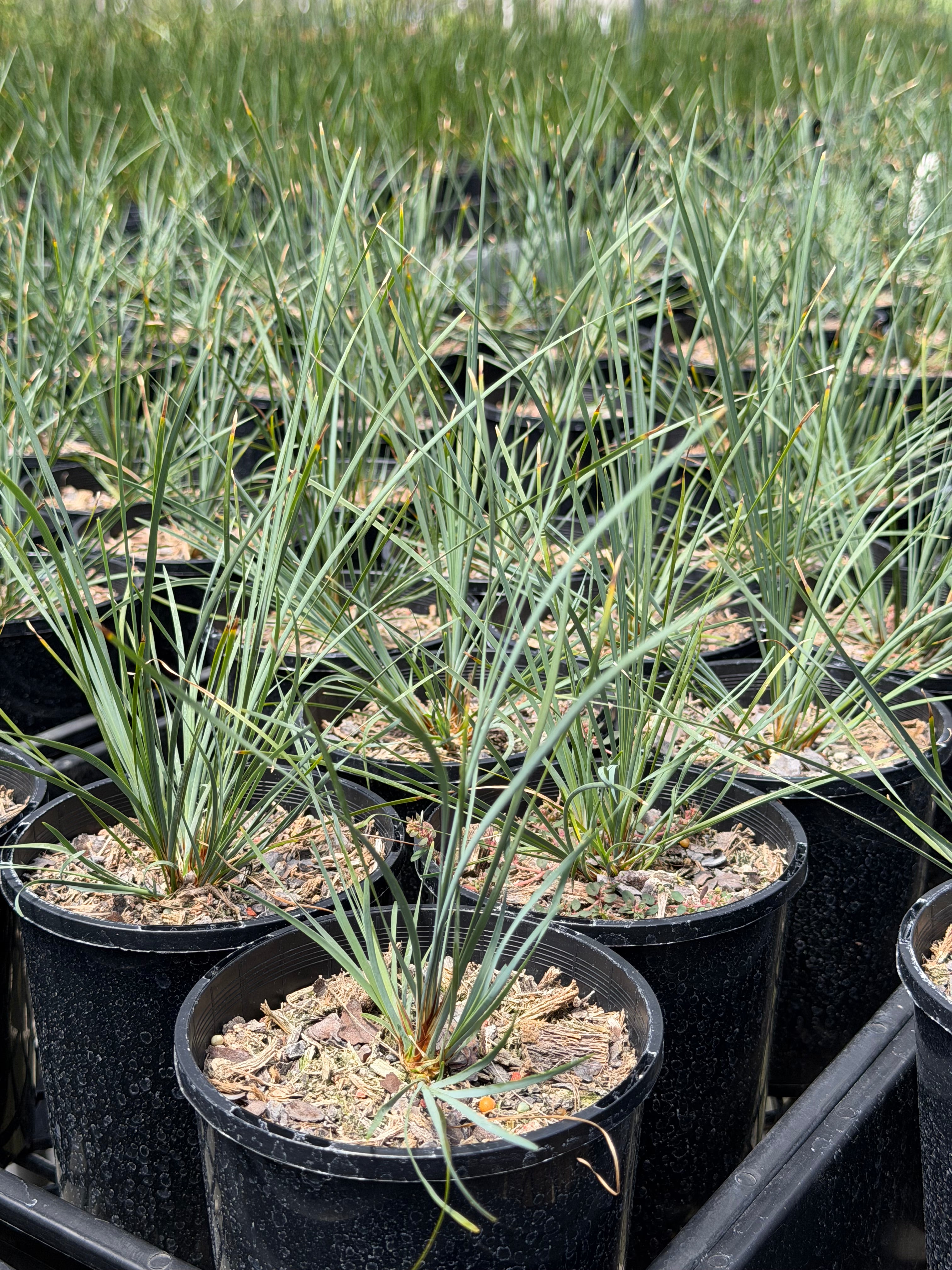 Lomandra fluvitalis Shara Blue