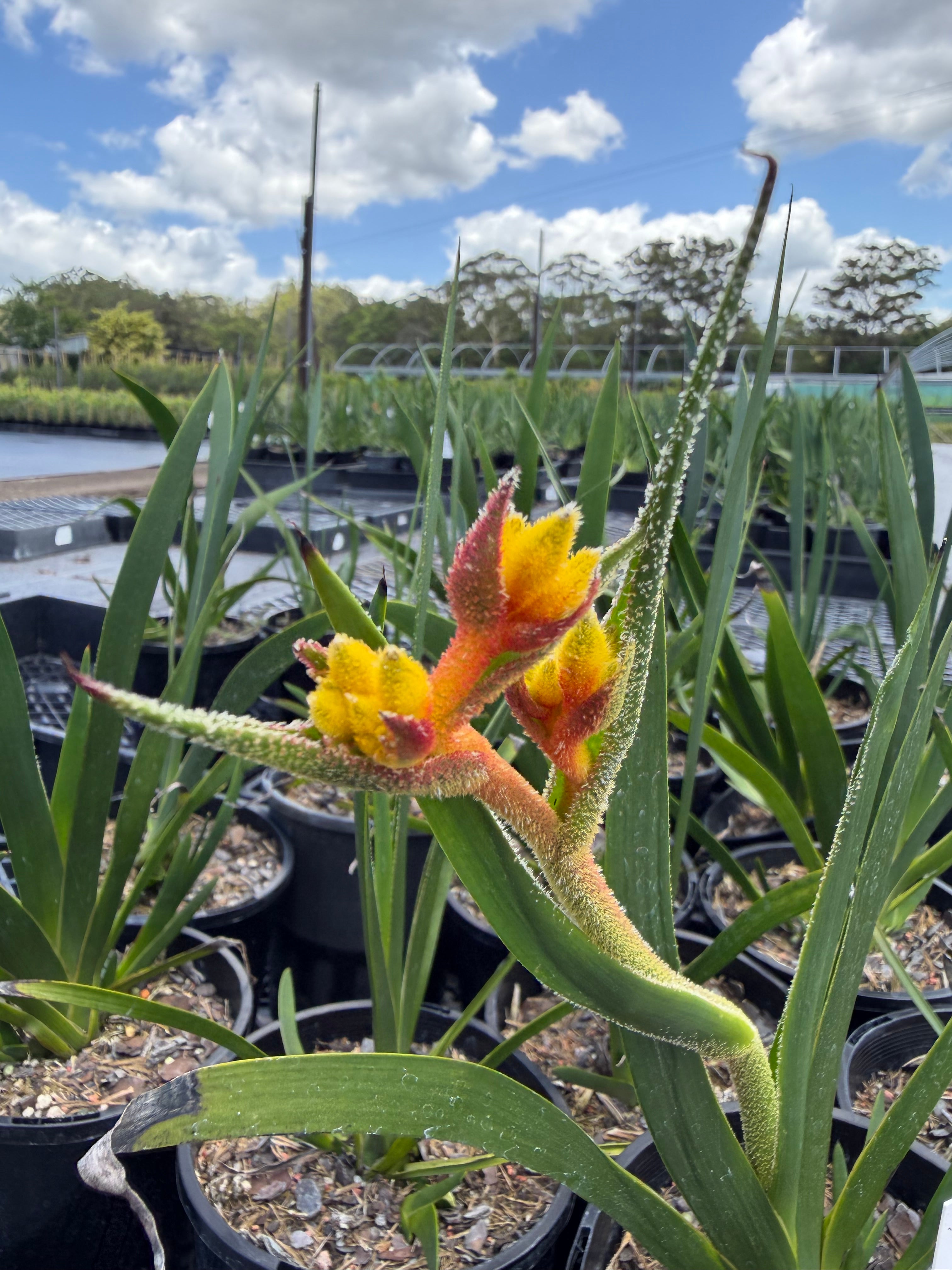 Anigozanthos hybrid Gold Velvet