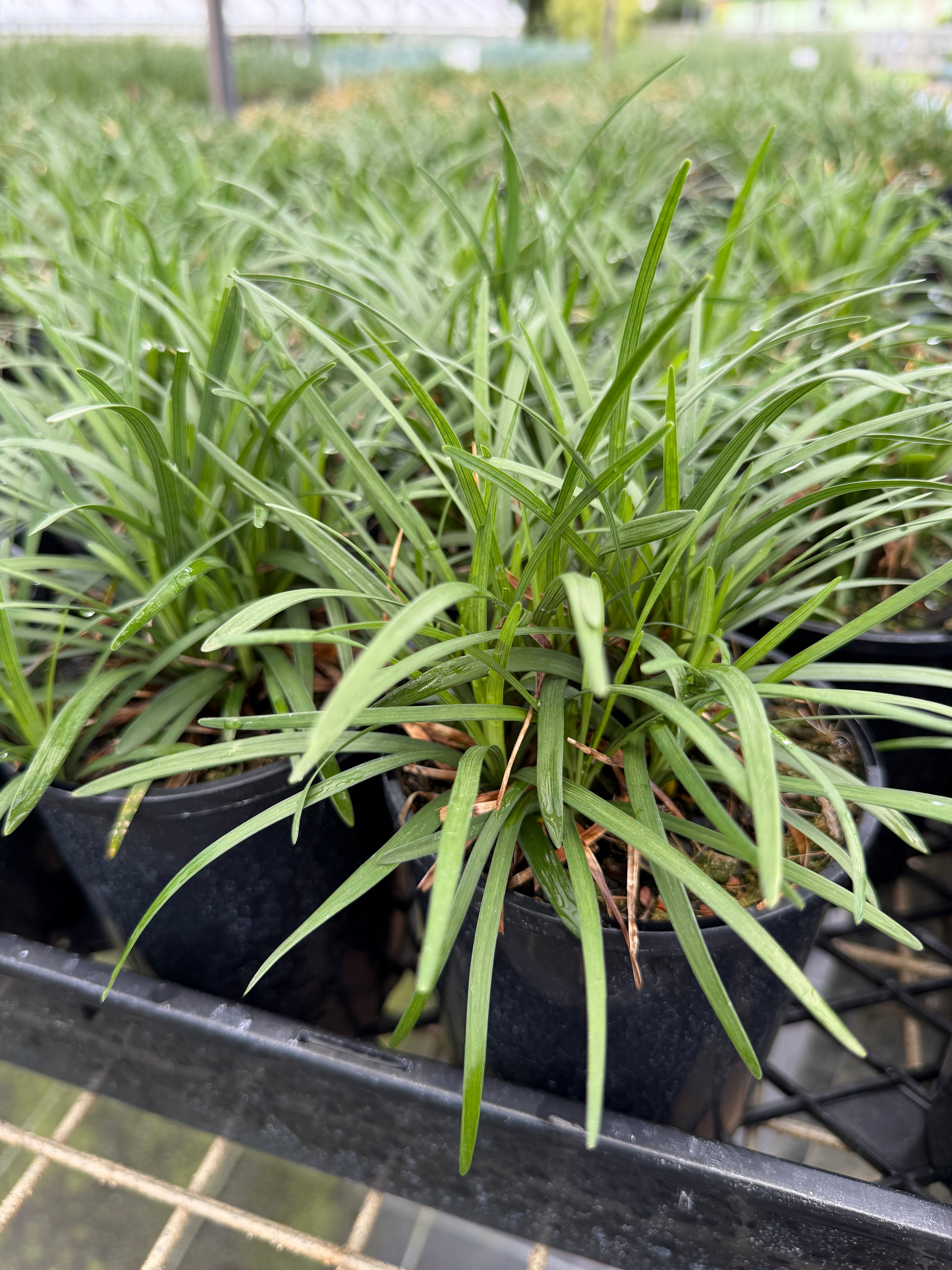 Liriope muscari ISABELLA
