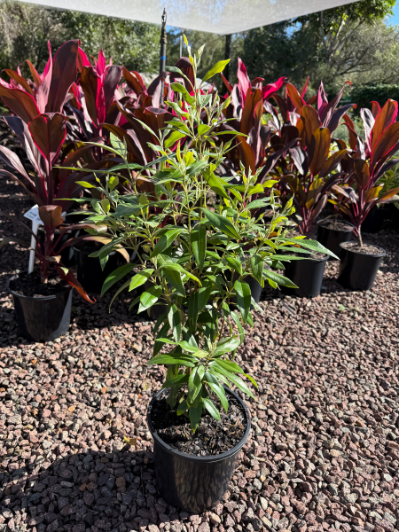 Backhousia citriodora