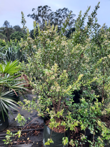 Backhousia myrtifolia