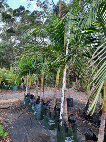 Archontophoenix cunninghamiana Bangalow Palm