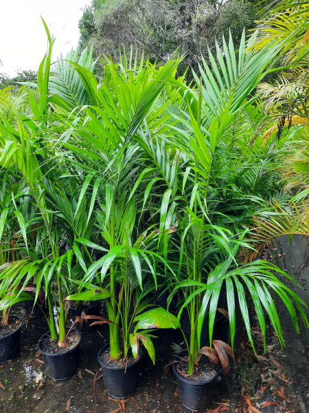 Archontophoenix cunninghamiana Bangalow Palm