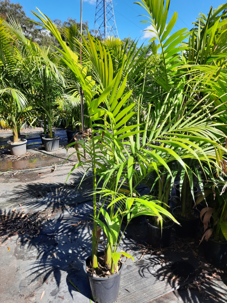 Archontophoenix cunninghamiana Bangalow Palm