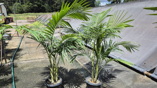 Archontophoenix cunninghamiana Bangalow Palm