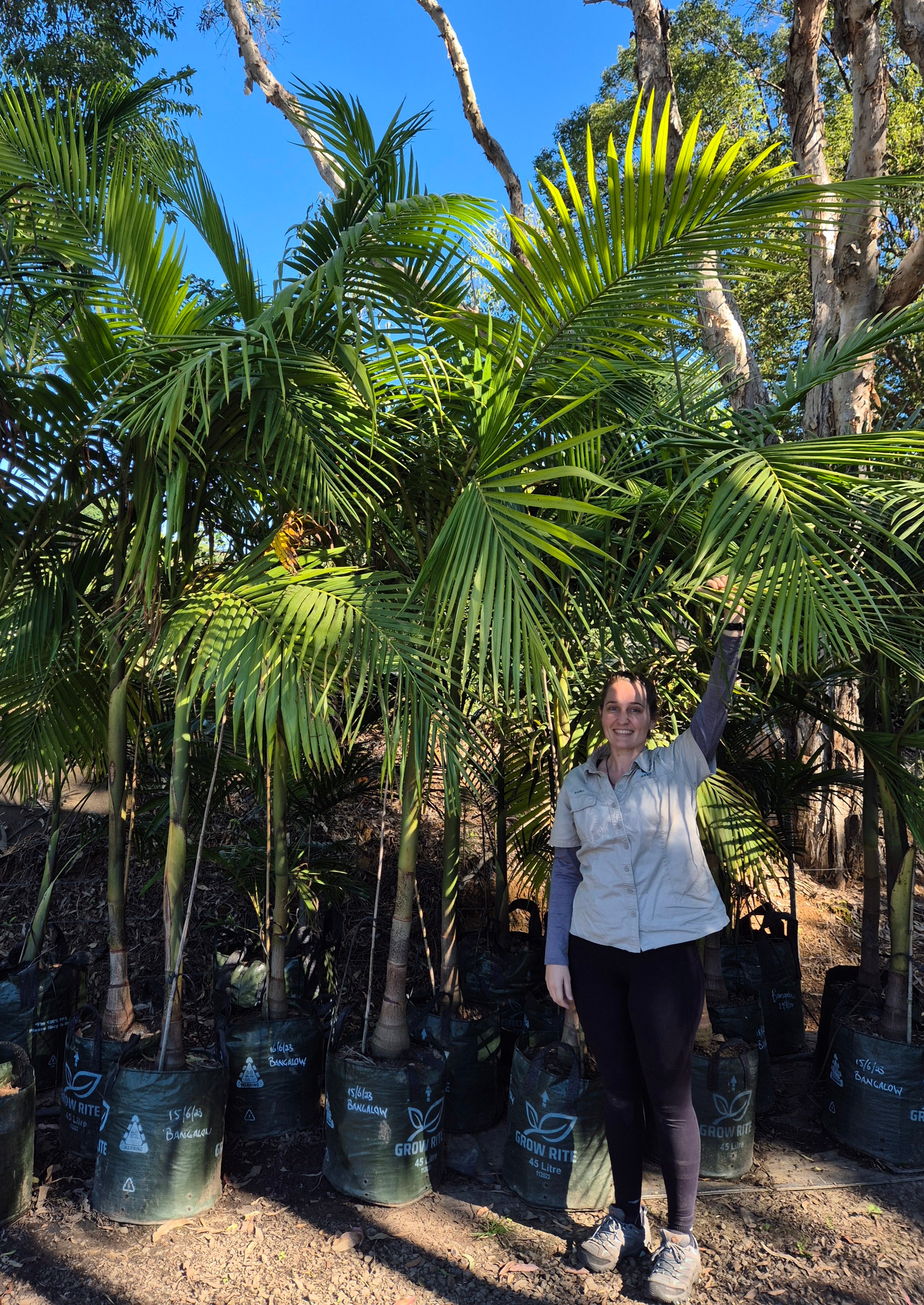 Archontophoenix cunninghamiana Bangalow Palm