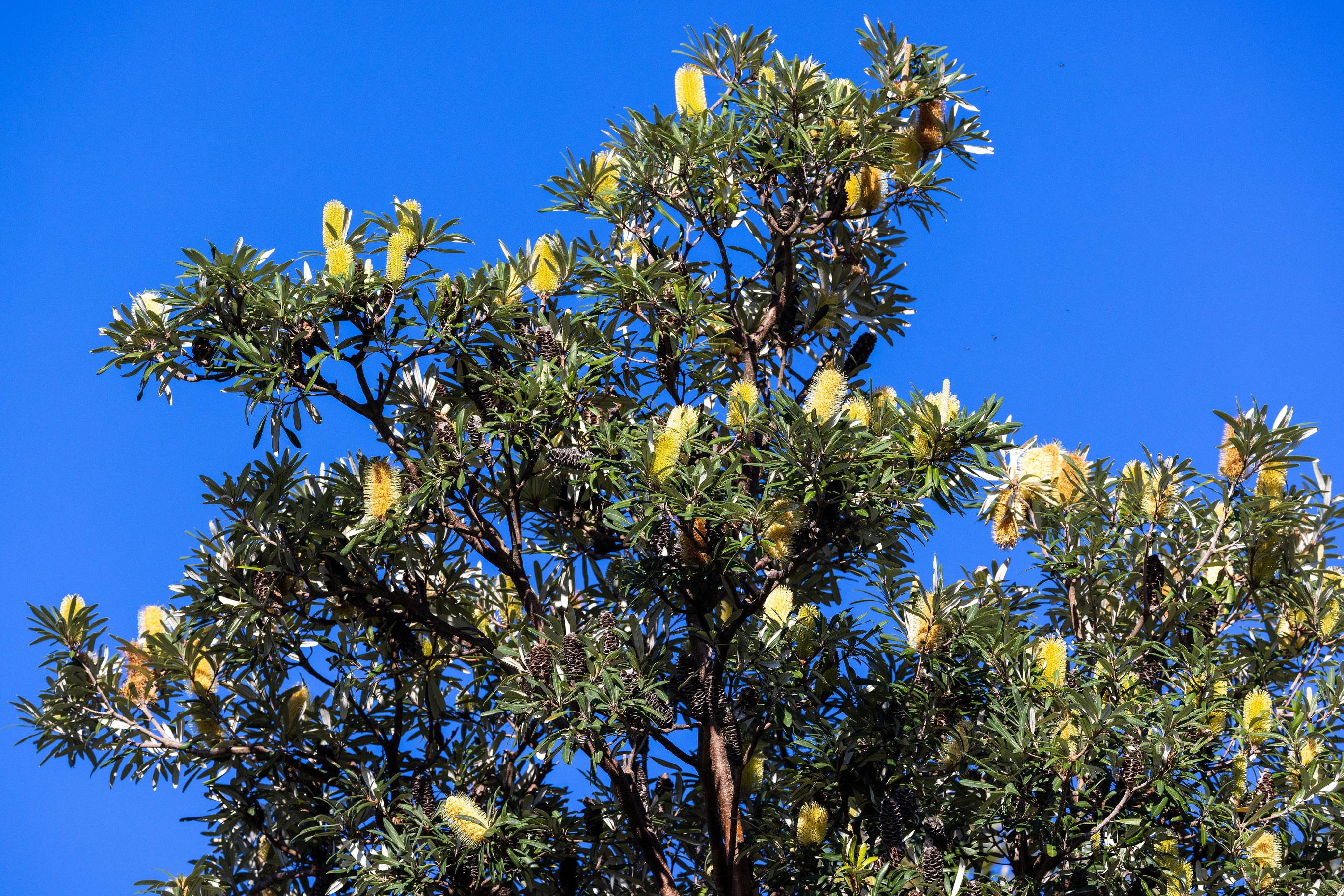 Banksia integrifolia