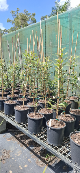 Banksia integrifolia