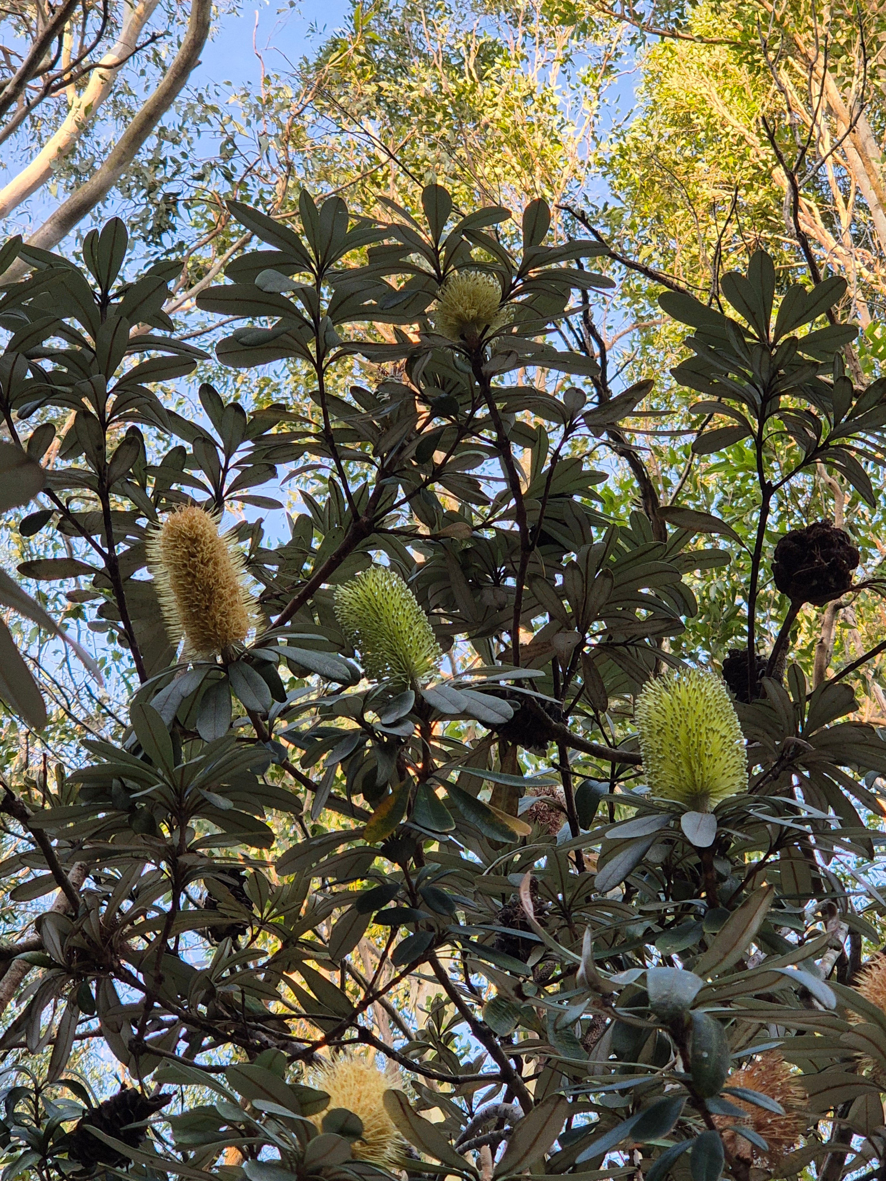 Banksia integrifolia