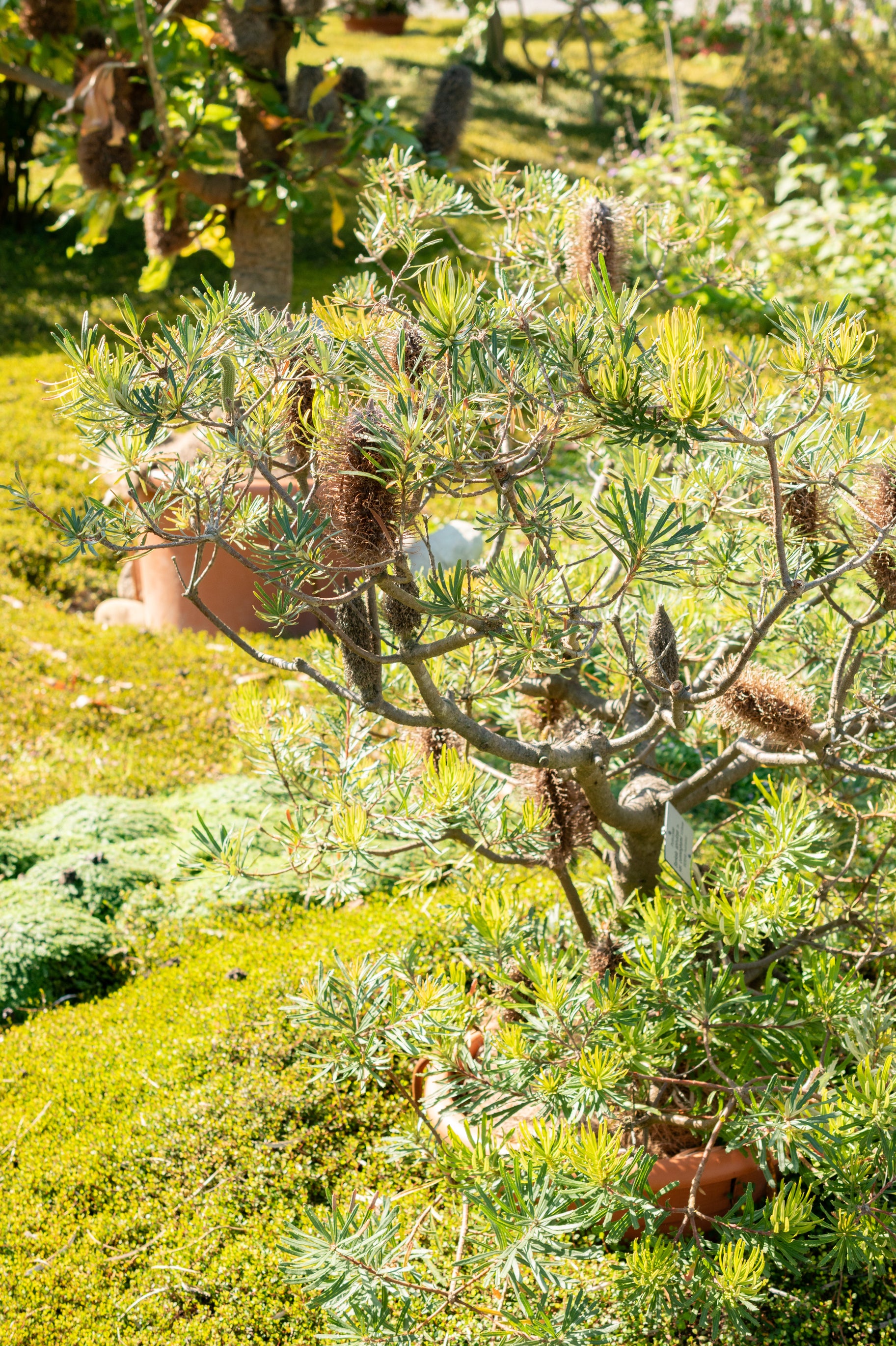 Banksia spinulosa