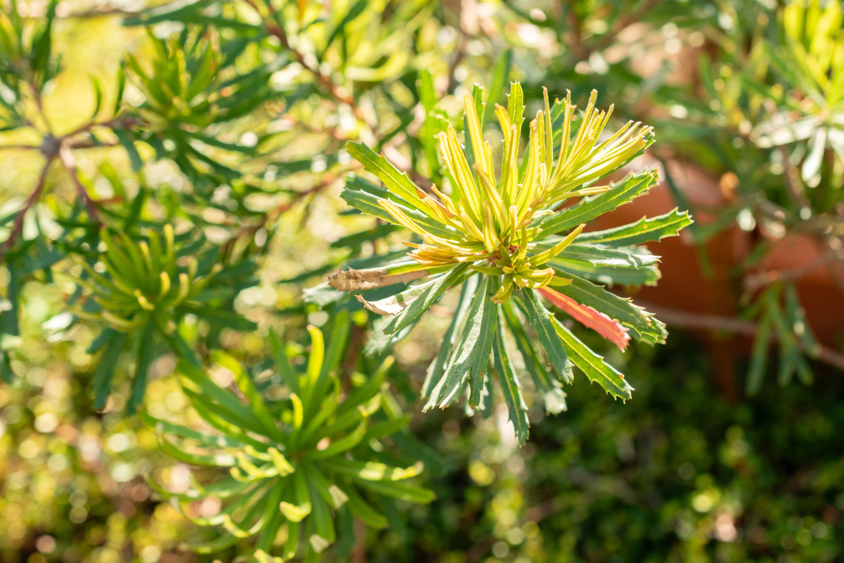 Banksia spinulosa
