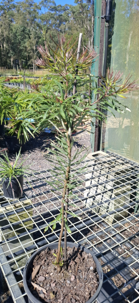 Banksia spinulosa