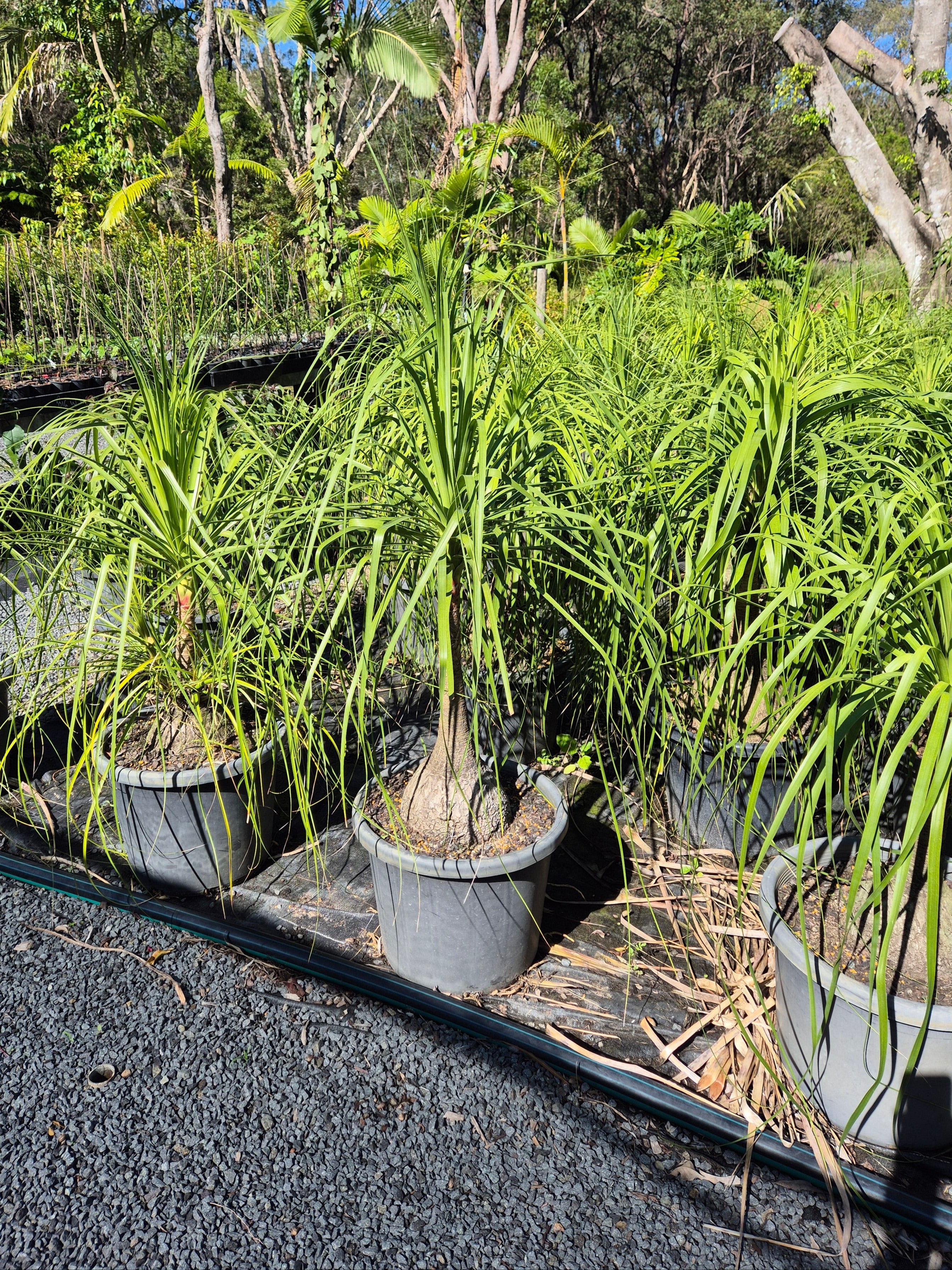 Beaucarnea recurvata Ponytail