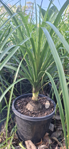 Beaucarnea recurvata Ponytail