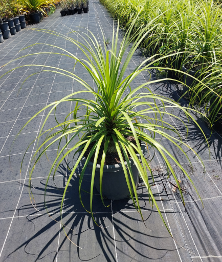 Beaucarnea recurvata Ponytail