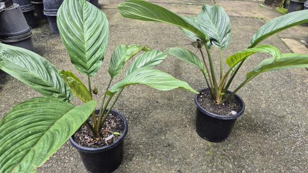 Tacca chantrieri Black Bat Plant