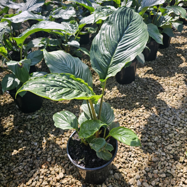Tacca chantrieri Black Bat Plant