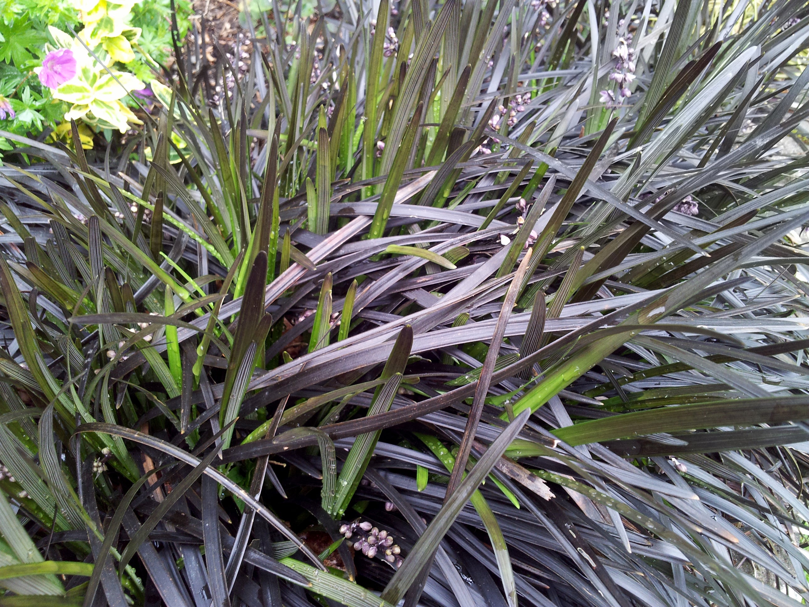 Ophiopogon planiscapus Nigrescens
