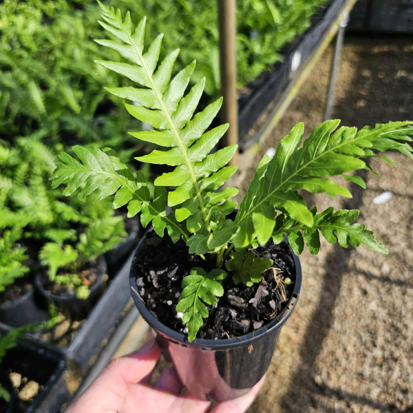 Blechnum gibbum Silver Lady