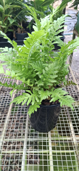 Blechnum gibbum Silver Lady