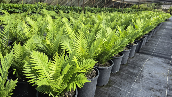 Blechnum gibbum Silver Lady