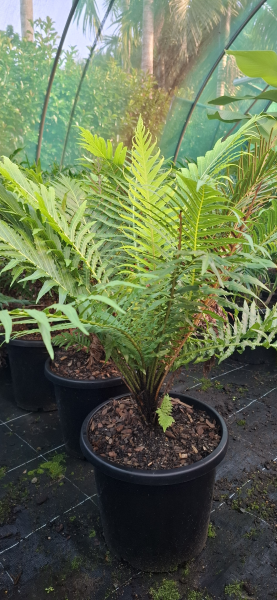 Blechnum gibbum Silver Lady