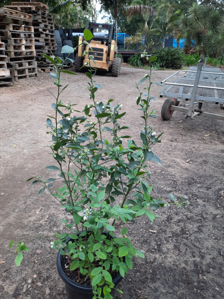Blueberry - Powder Blue Vaccinium spp.