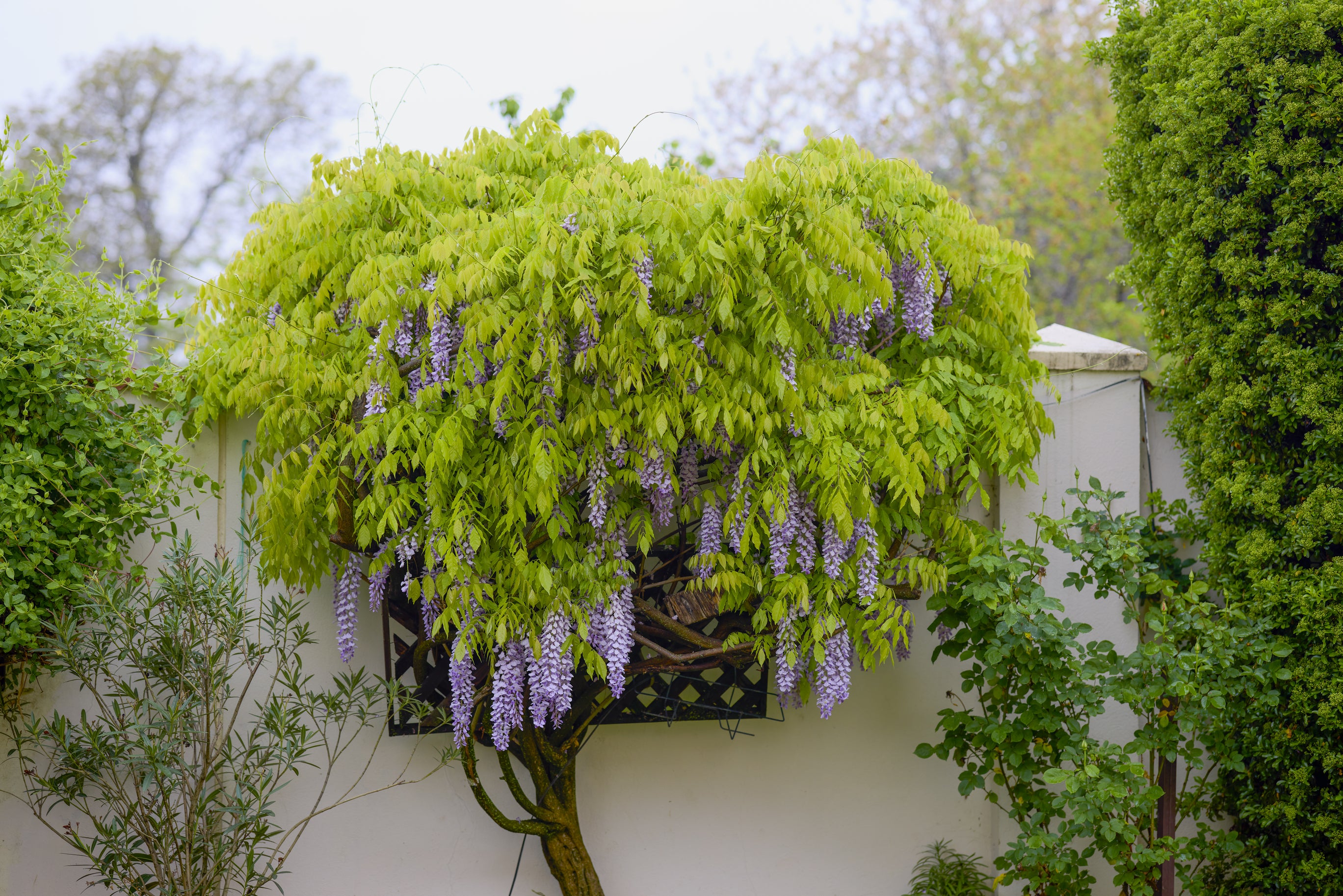 Bolusanthus speciosus