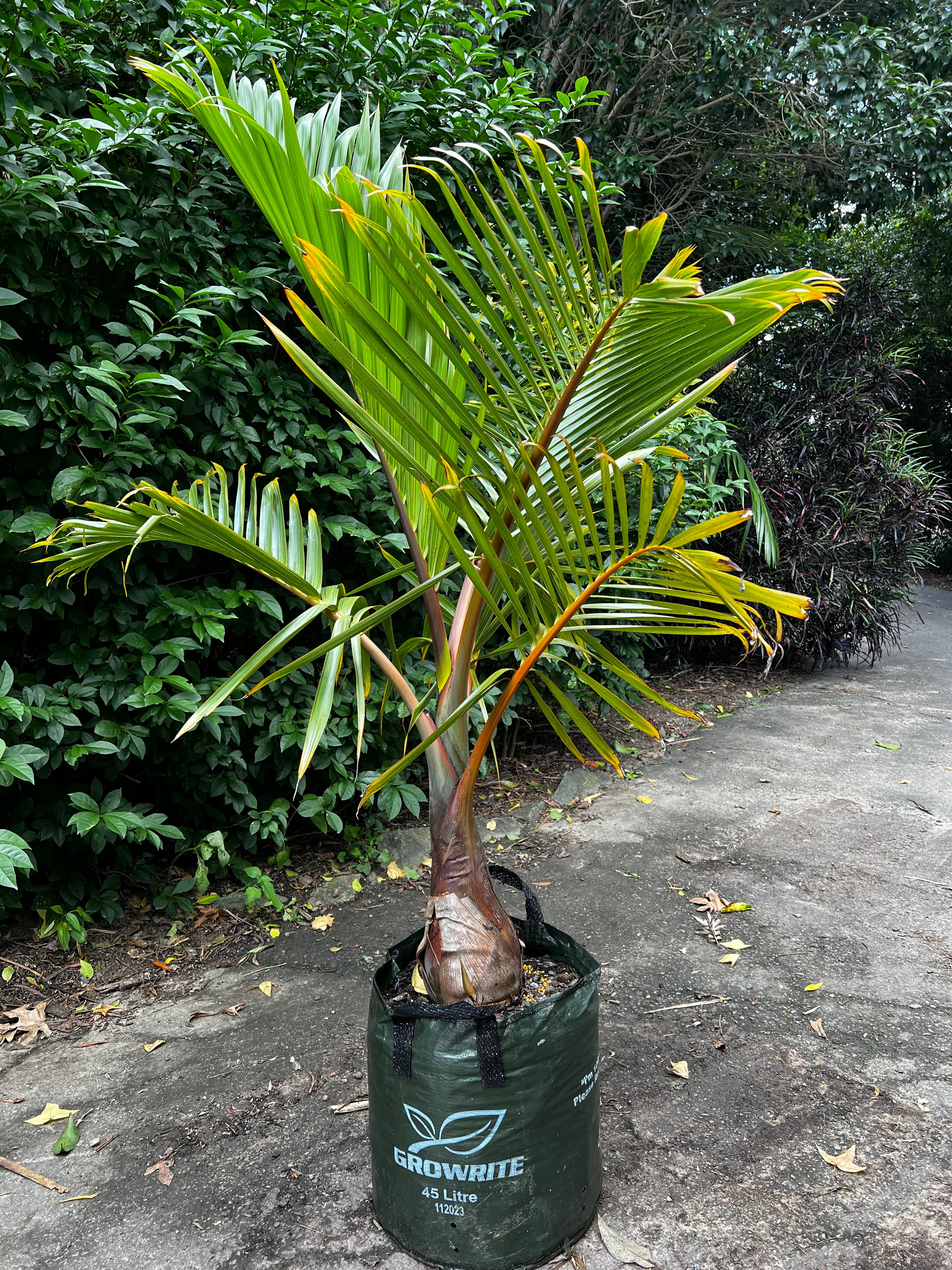 Hyophorbe lagenicaulis Bottle Palm