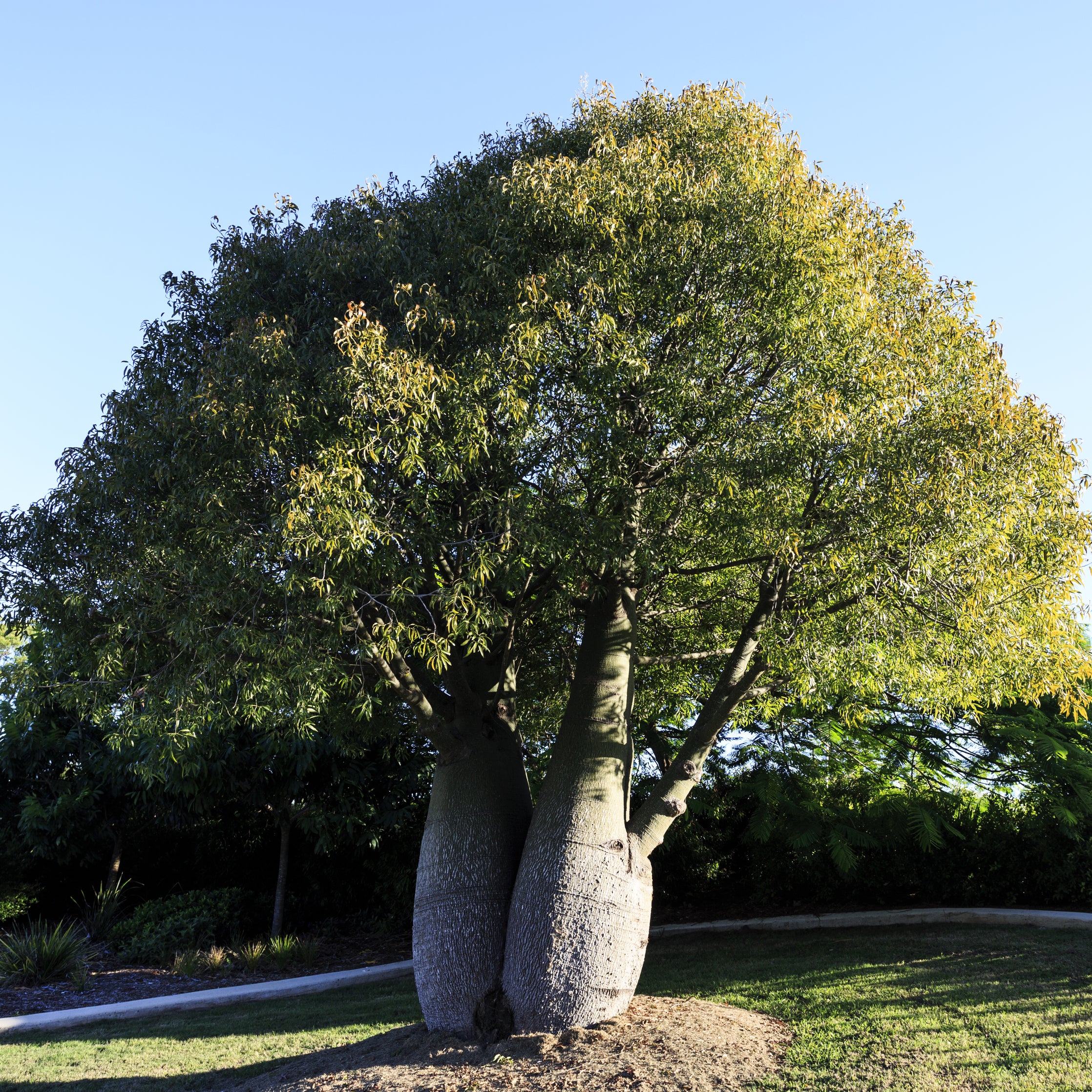 Brachychiton rupestris Queensland Bottle Tree